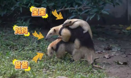 食蚁兽视频,揭秘它们的独特饮食习惯与生存智慧